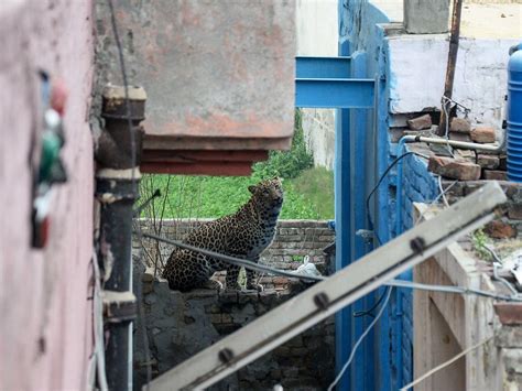 Leopard Attack In Jalandhar City India Caught On Video Au — Australias Leading