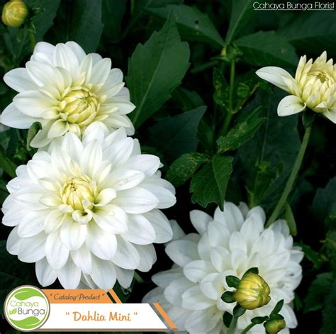 Bagi anda yang ingin tahu apa manfaat dan khasiat bunga terompet ini, berikut. Terkeren 12+ Bunga Dahlia Nama Ilmiah - Gambar Bunga HD