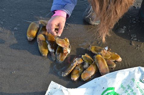 Oregon Shuts Down Razor Clam Digging On Clatsop Beaches