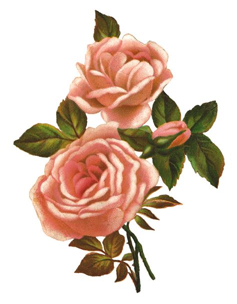 Pink Rose Stock Image Vintage Shabby Flower Clip Art