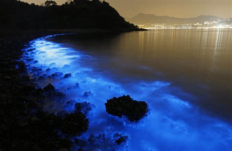 Bring On The Night Bioluminescent Beaches Bioluminescent Plankton