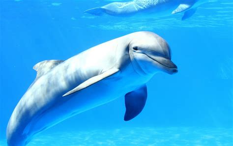 Dolphins Underwater Wallpaper