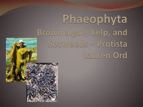 Ppt Phaeophyta Brown Algae Kelp And Seaweeds Protista Lauren Ord