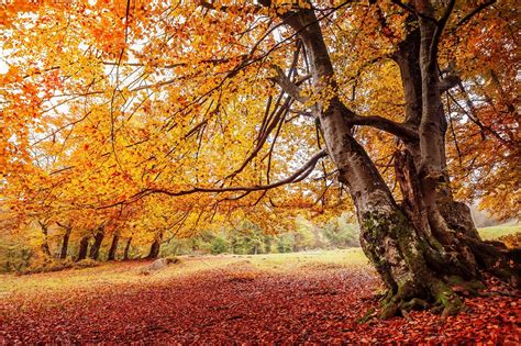 beautiful-autumn-romantic-forest-high-quality-stock-photos-creative