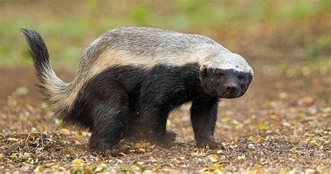 Honey Badger Animals Amazing Facts And Latest Pictures