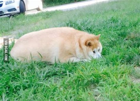 Find the newest fat doge meme. Wow doge much fat - 9GAG