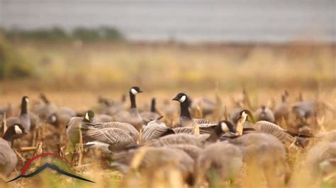 Goose Hunting Wallpapers Top Free Goose Hunting Backgrounds