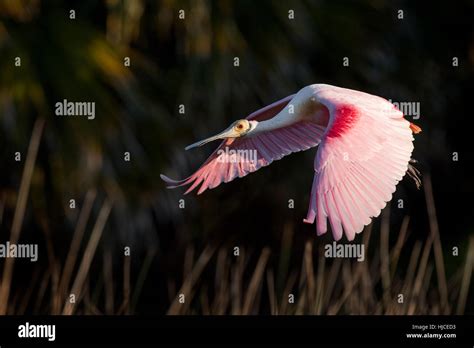 A Roseate Spoonbill Flies In Front Of A Dark Background As The Early