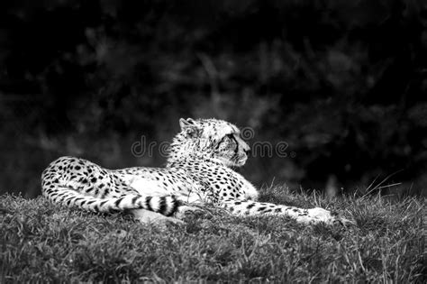 Cheetah Portrait Stock Photo Image Of Grass Danger