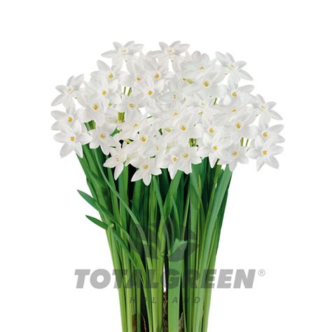 Narcissi Paperwhites Grow Kit Growing Instructions Totalgreen Holland