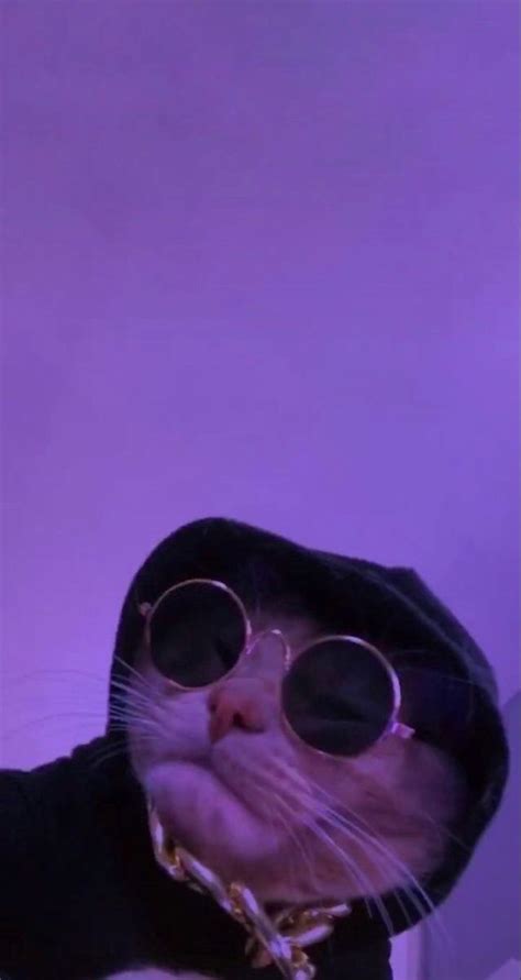 Purple Cat Fotos De Animais Engraçados Gato Com Oculos Fotos De Animais