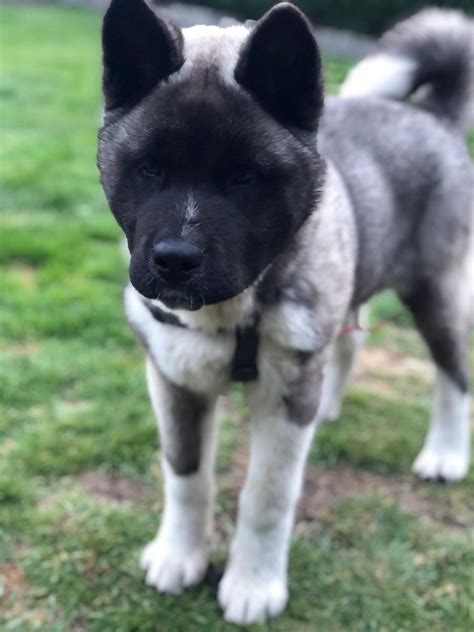 The akita puppy is a japanese breed of large dog. Full American Akita puppy! Beautiful colour! | Aylesbury, Buckinghamshire | Pets4Homes