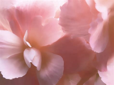 Pink Begonia Floral Photograph By Jennie Marie Schell Fine Art America