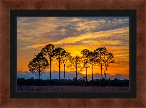 Pine Trees And Florida Sunset Color Fine Art Photo Print Photos By