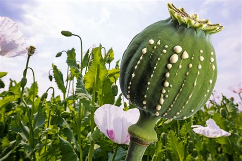 Opium Quest Ce Que Cest Quels Effets Comme La Morphine