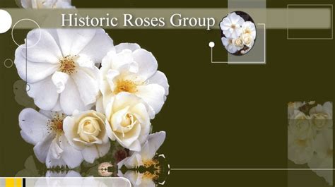 Historic Roses Group Rose Types Of Roses Rose Group
