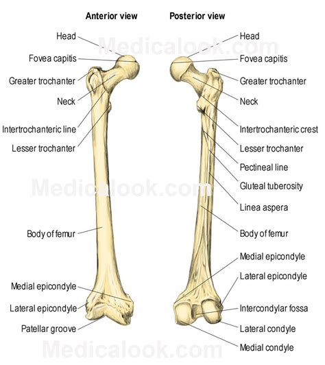 Trochanter Definition Anatomy Anatomy Diagram Source