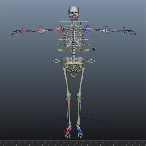 Skeleton Rig Maya Modelo 3d Turbosquid 1151226