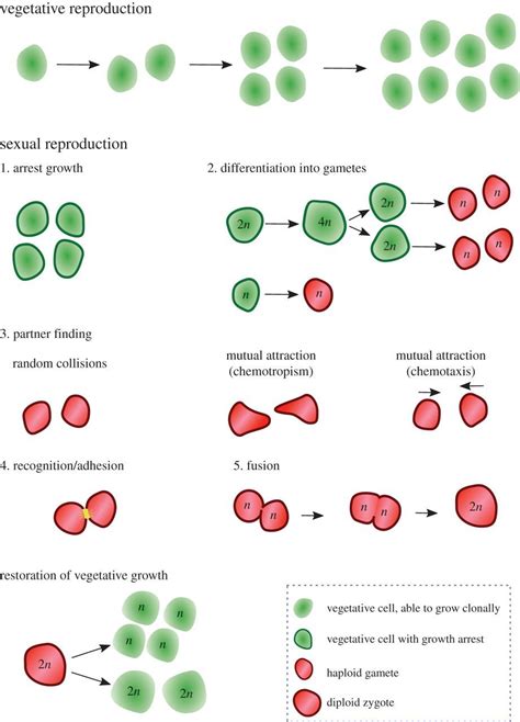 Gamete Signalling Underlies The Evolution Of Mating Types And Their Number Philosophical