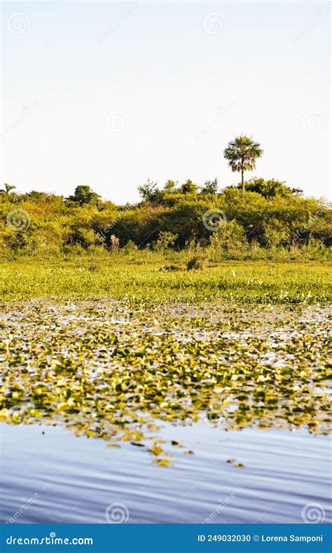 Scenic Vertical View Of Ibera Wetlands Provincial Park A Marshland In