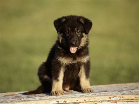 We are a small kennel located in miami florida. Cute German shepherd Puppies - Doglers