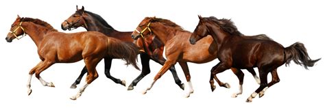 Horse Png Transparent Images Png All