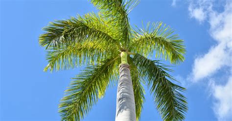 Royal Palm Care How To Grow A Royal Palm Tree From Seed