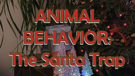 Animal Behavior The Santa Trap Trailer Youtube