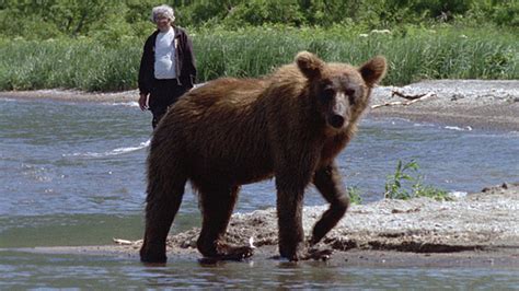Walking With Giants The Grizzlies Of Siberia Grizzly Reintroduction
