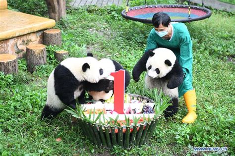 Chongqing Zoo Holds Birthday Party For 4 One Year Old Giant Pandas1
