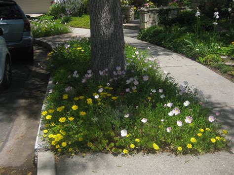 Prune the old foliage when spring arrives and apply light fertilizers to the soil. A Brief History of Ground Cover - The Smarter Gardener