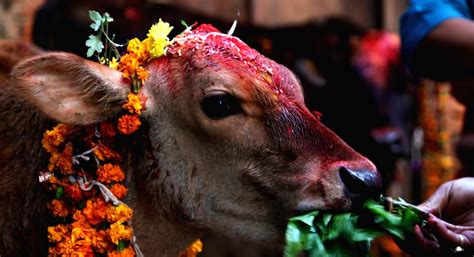 30000 Animals To Be Sacrificed At Nepal Temple Festival