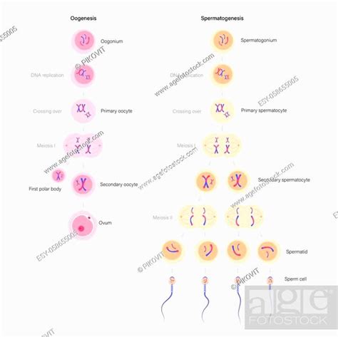 Spermatogenesis And Oogenesis Cell Division Dna Replication And Human Reproductive System