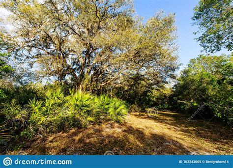 Nature Trail At Jelks Preserve Venice Florida Stock Image Image Of