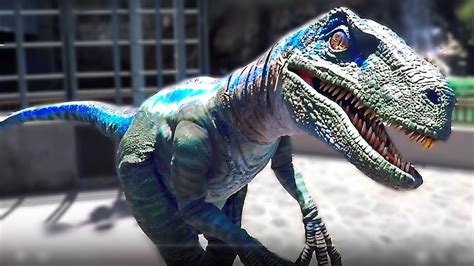 Blue The Velociraptor Dinosaur At Jurassic World It Gets Out Of