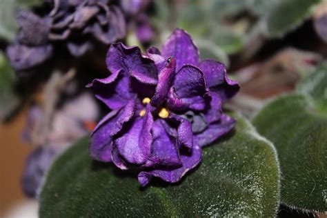 African Violet Black Pearl Near Blooming Size Plant