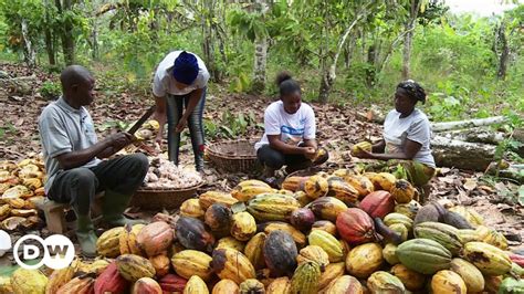 Rethinking Cocoa Cultivation In Ghana Dw 03192021
