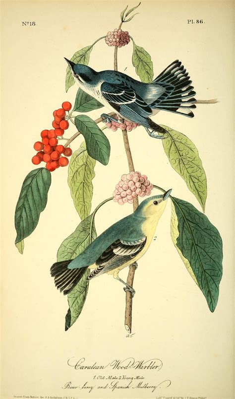 V 2 The Birds Of America Biodiversity Heritage Library Vintage
