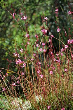 Gaura, Gaura lindheimeri - Master Gardener Program