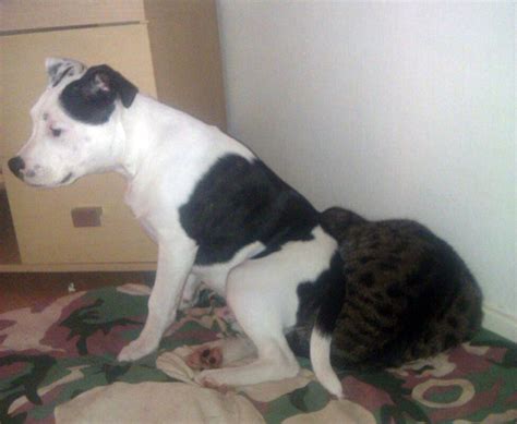 Dogs Sitting On Cats Is Just What Your Day Needs