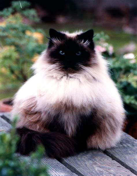 The Fluffy Siamese Cat Catsinfo