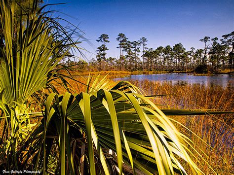 Florida Swamp Photograph By Fran Gallogly Fine Art America