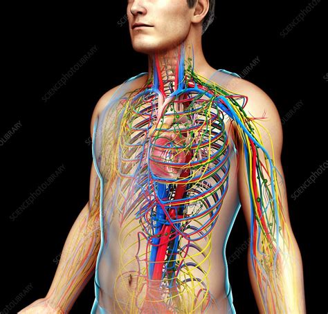 Human Internal Systems Illustration Stock Image F0132511