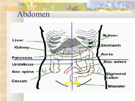 Upper Left Abdominal Quadrant Organs Ovulation Symptoms