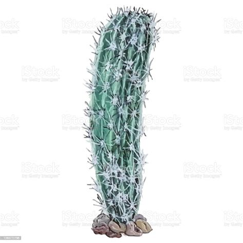 Watercolor Illustration Of A Long Cactus With Many Thorns Stock