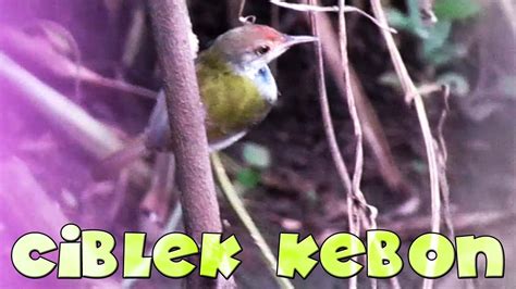 Dia bilang, pakan enggang 89% buah ficus. Burung prenjak bawah mencari makan di alam - YouTube