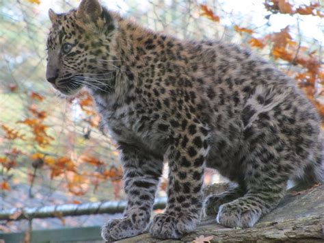 Amur Leopard Panthera Pardus Orientalis Critically Endangered Amur