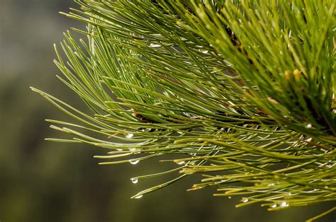 Pine Needles Water Drops Droplets Free Photo On Pixabay Pixabay