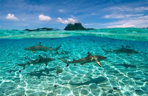 Black Tip Reef Sharks Bora Bora Etsy