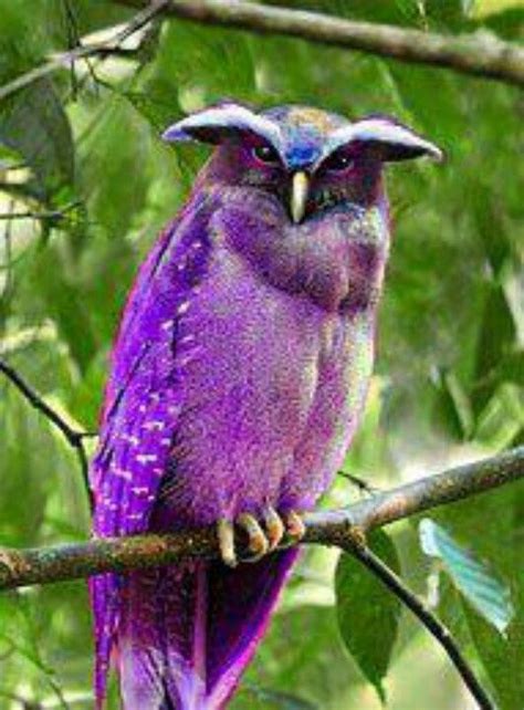 Unusual Owls Purple Owl Very Unusual Owl Pet Birds Animals Beautiful